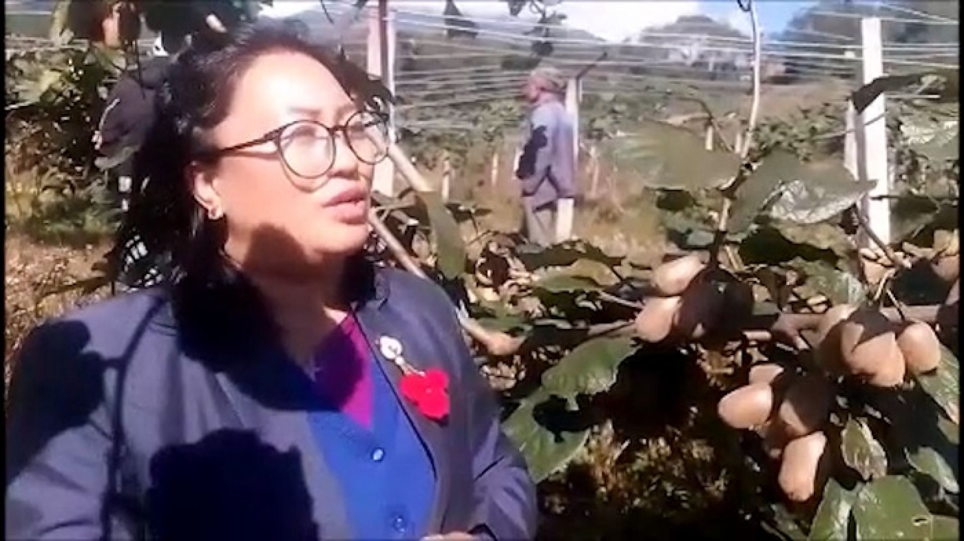 बाँझो जमिनको सदुपयोग गर्दै रामेछापका किसान, बाम्तीमा किवीको ‘पकेट क्षेत्र’ घोषणा गर्ने तयारी